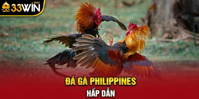 Đá gà philippines hấp dẫn