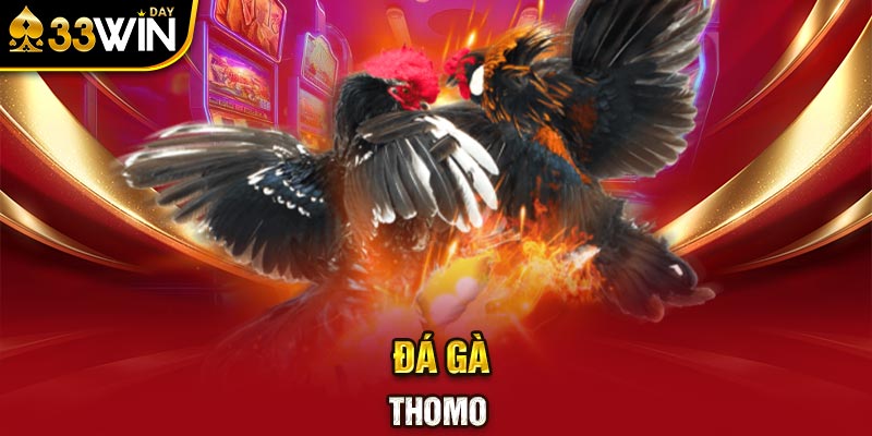 Đá gà Thomo