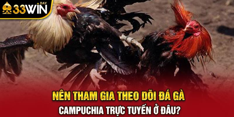 Nên tham gia theo dõi đá gà Campuchia trực tuyến ở đâu?