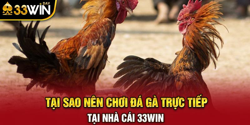 Tại sao nên chơi đá gà trực tiếp tại nhà cái 33WIN