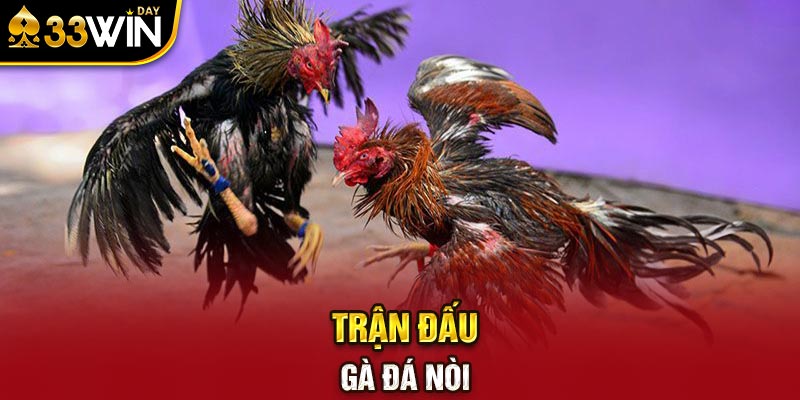 Trận đấu gà đá nòi